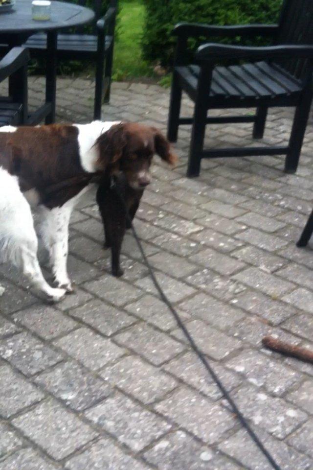 Kleiner münsterländer Max billede 18