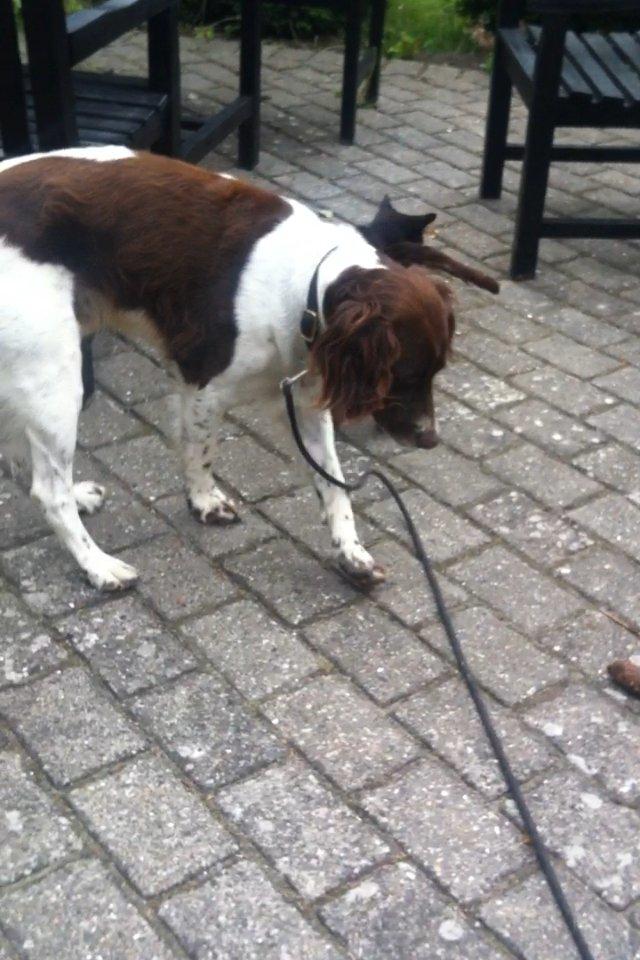 Kleiner münsterländer Max billede 20