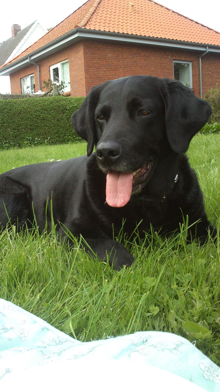 Labrador retriever Tessie - Også kaldt VBT! <3 - Tessie hos Mormor :-D  billede 2