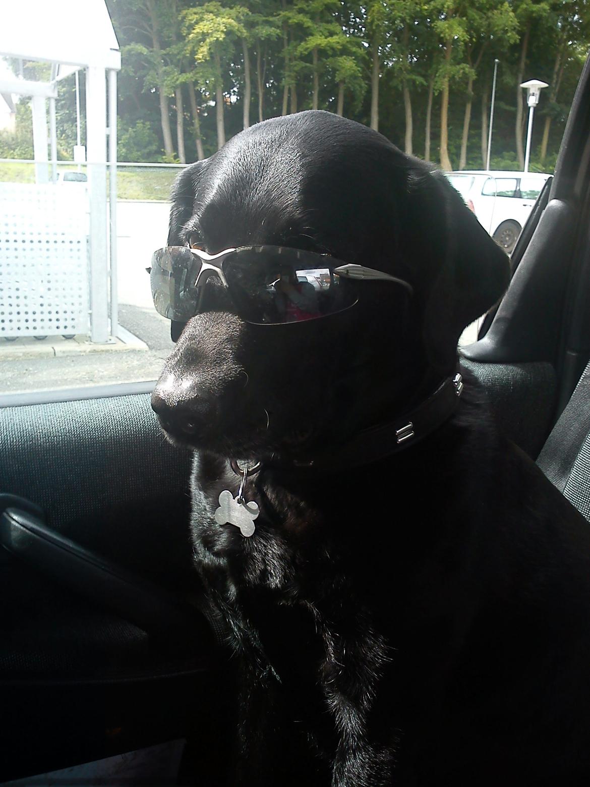 Labrador retriever Tessie - Også kaldt VBT! <3 billede 4