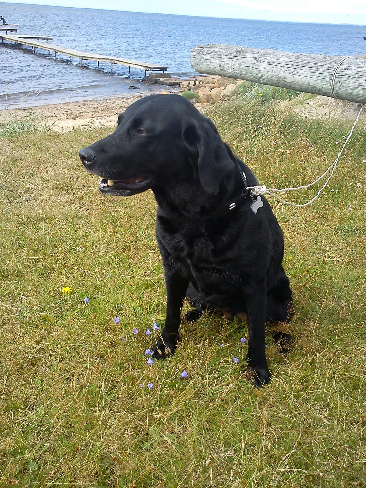 Labrador retriever Tessie - Også kaldt VBT! <3 - Du har været en del af mig i 8½ år.. Jeg forstår ikke hvordan jeg kan være så heldig at ha dig <3 billede 6