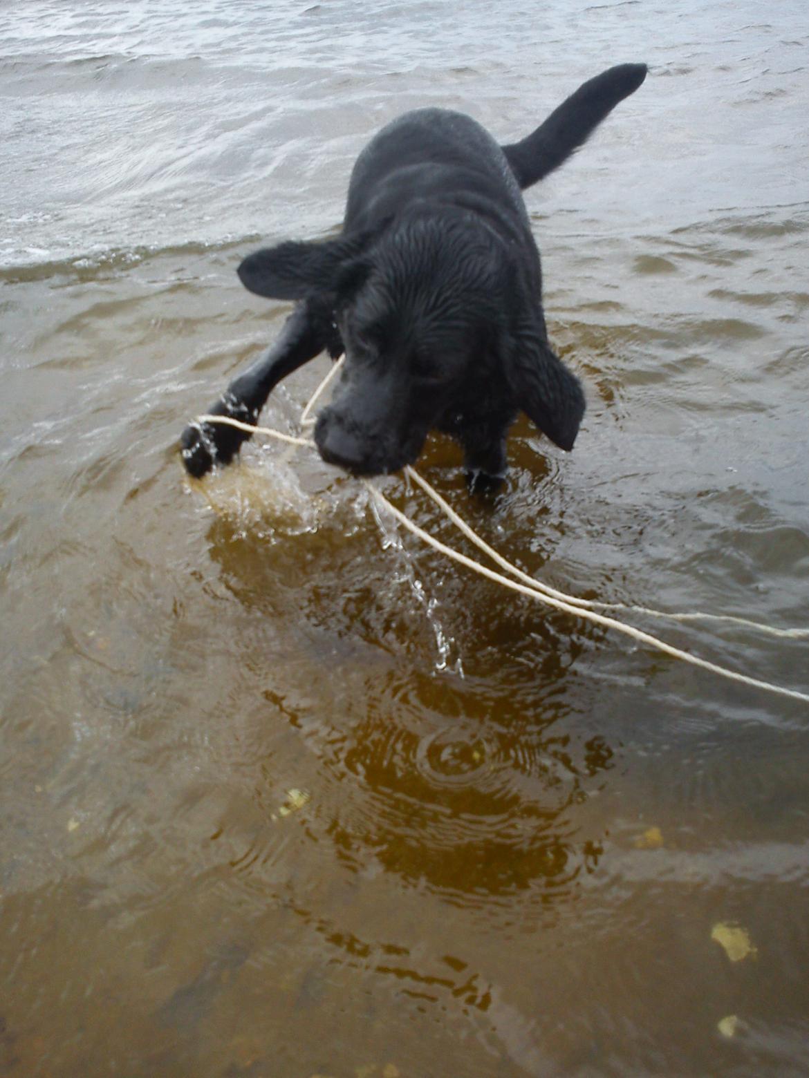 Labrador retriever Tessie - Også kaldt VBT! <3 billede 5