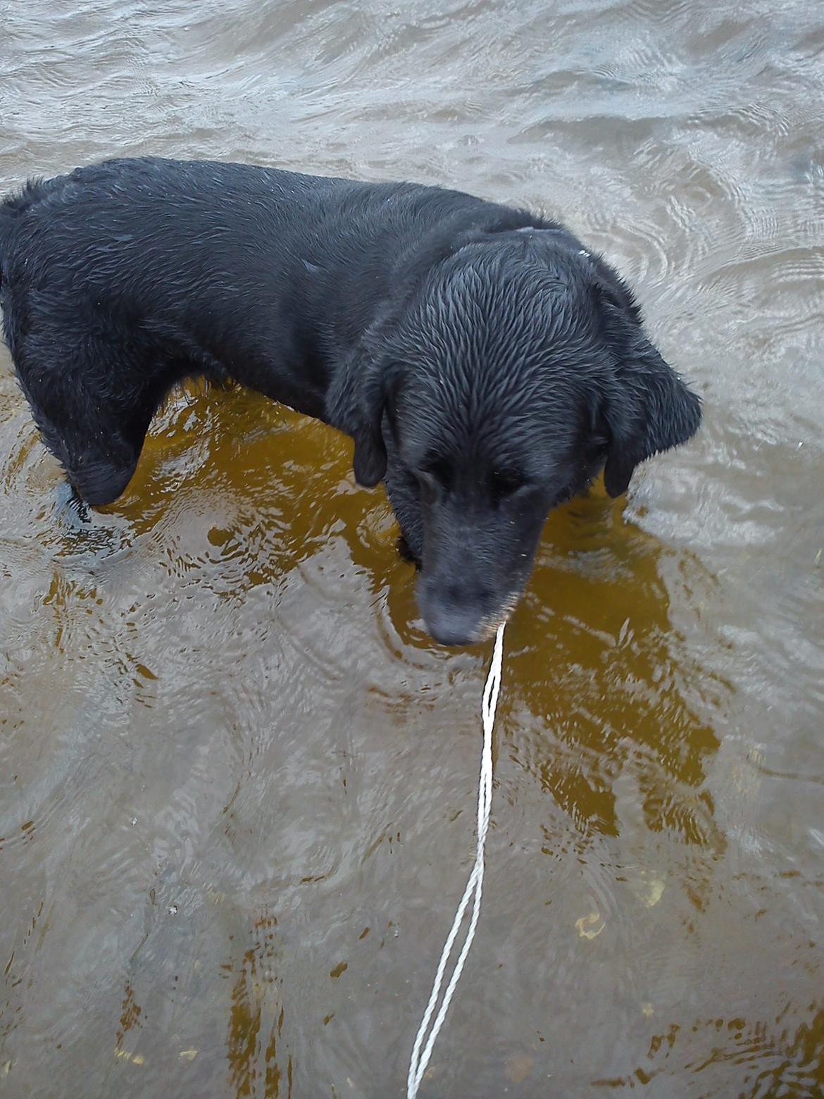 Labrador retriever Tessie - Også kaldt VBT! <3 billede 7