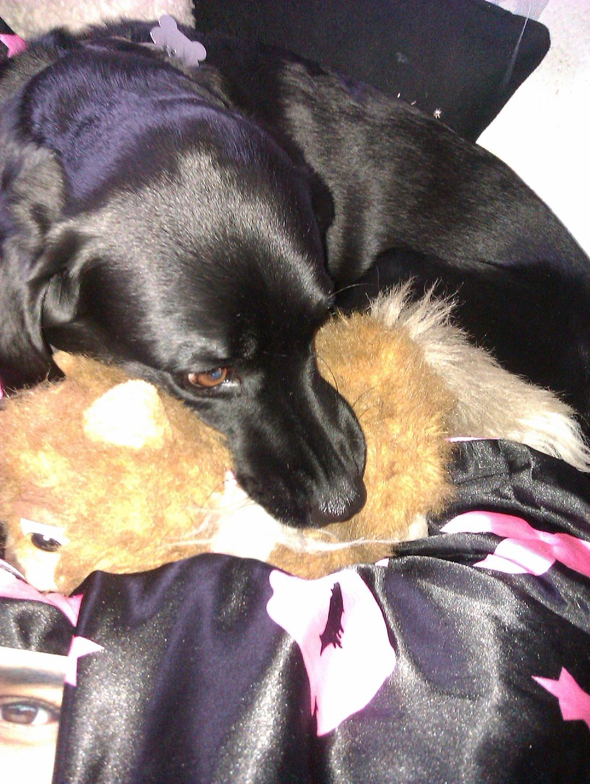 Labrador retriever Tessie - Også kaldt VBT! <3 billede 8