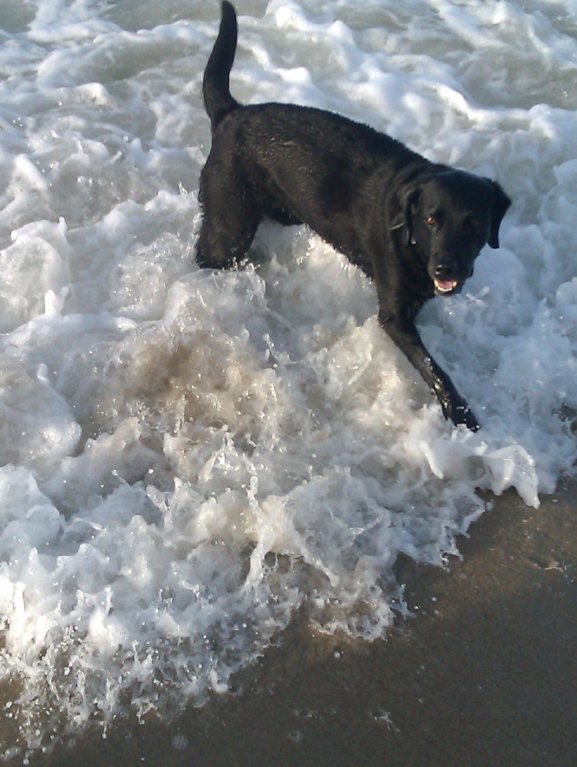 Labrador retriever Tessie - Også kaldt VBT! <3 billede 9