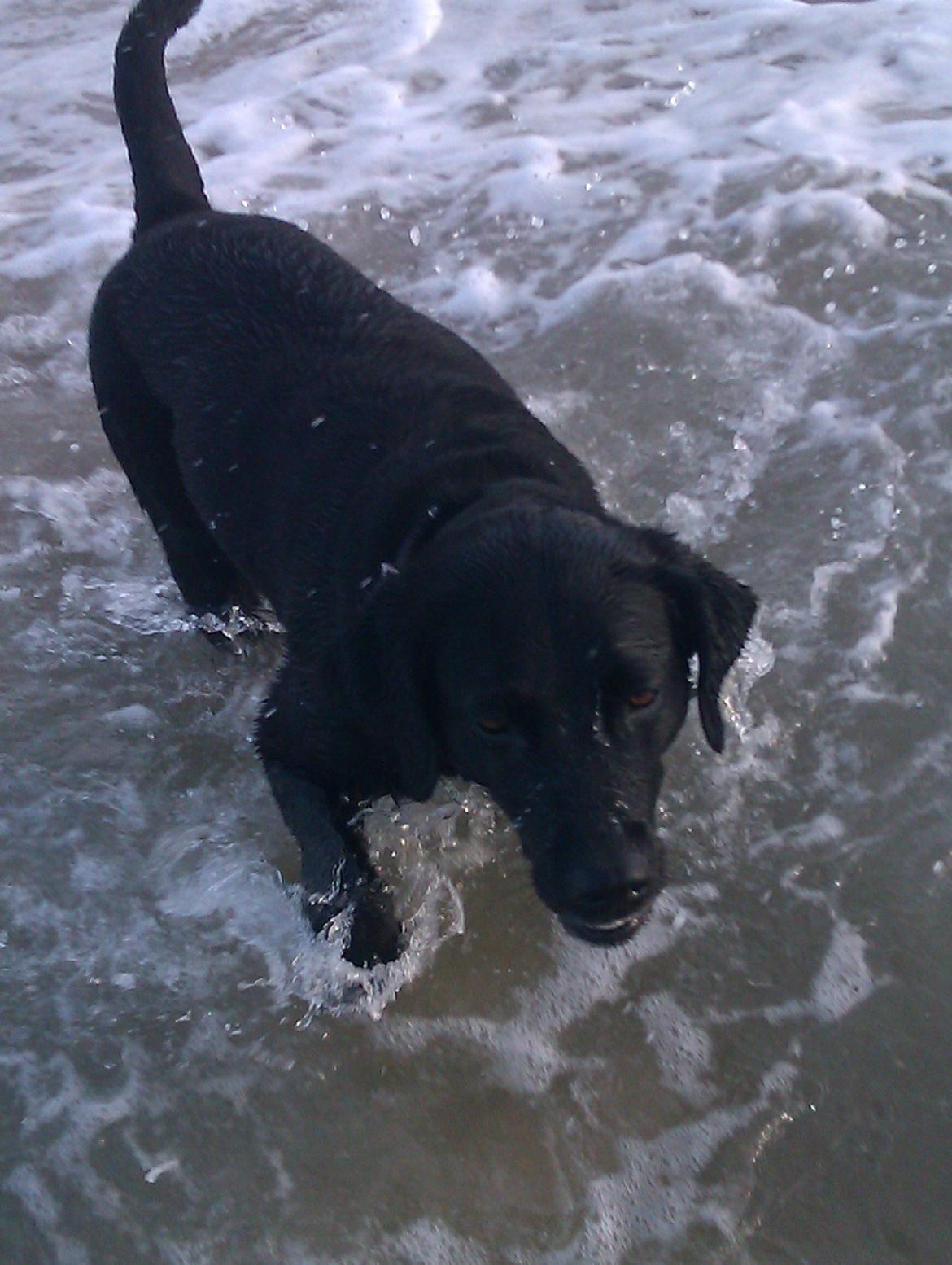 Labrador retriever Tessie - Også kaldt VBT! <3 billede 3
