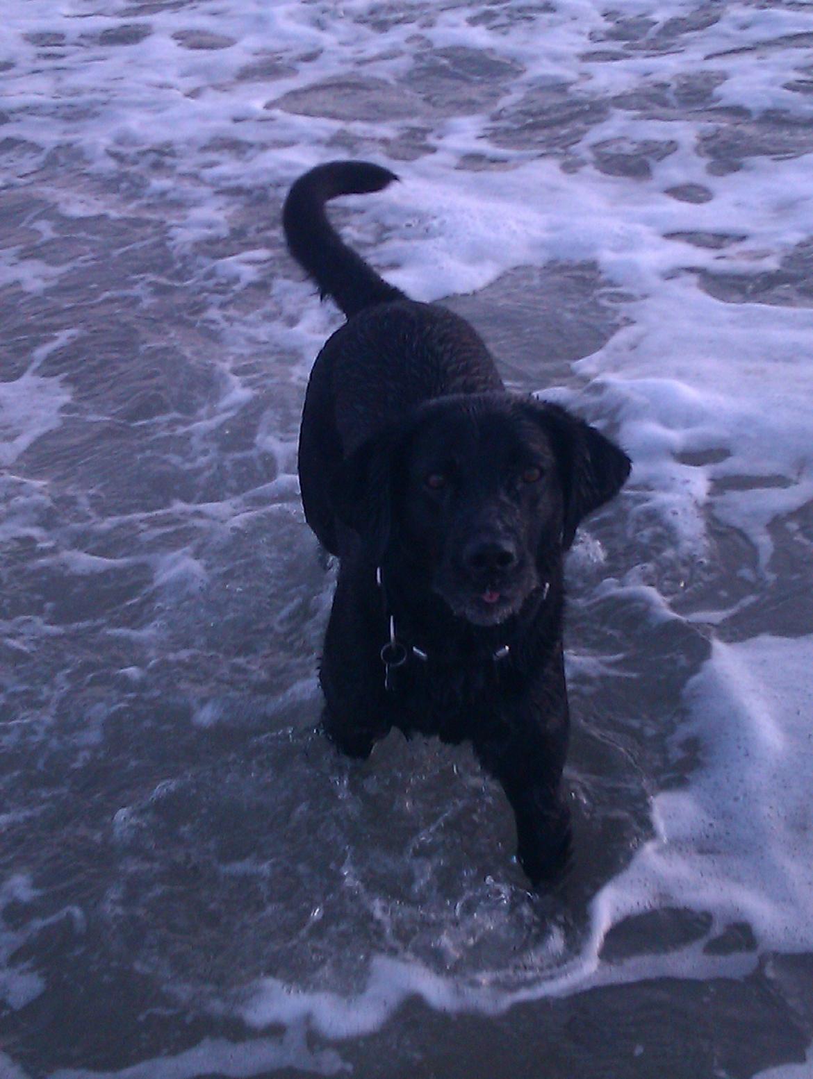 Labrador retriever Tessie - Også kaldt VBT! <3 billede 14