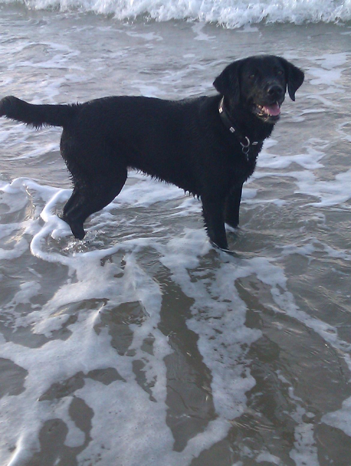 Labrador retriever Tessie - Også kaldt VBT! <3 billede 10