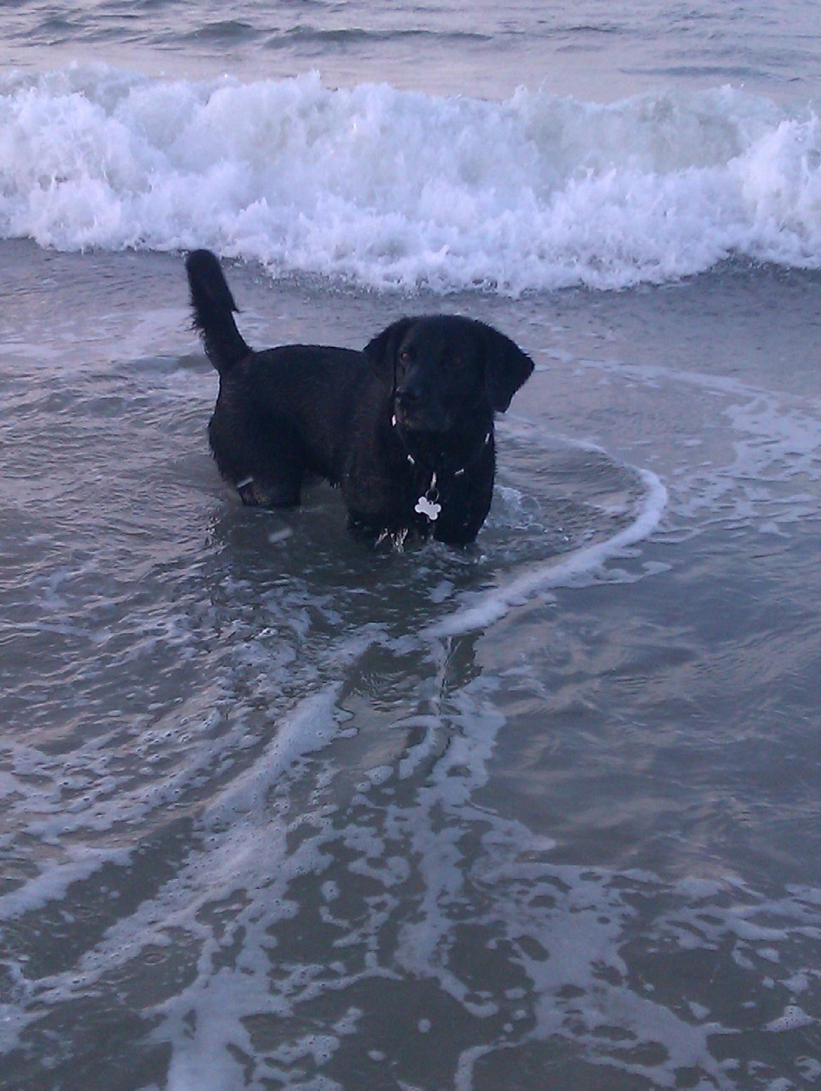 Labrador retriever Tessie - Også kaldt VBT! <3 - Tessie i Thyborøn!<3 billede 12
