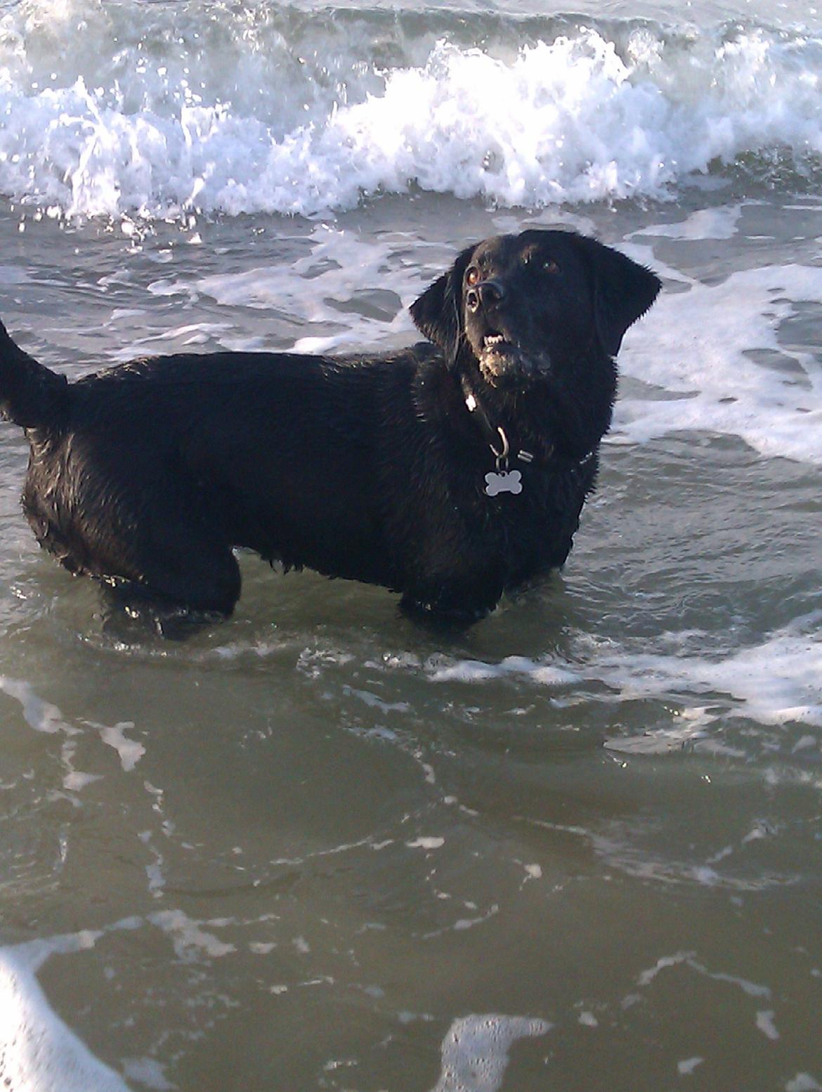 Labrador retriever Tessie - Også kaldt VBT! <3 billede 13