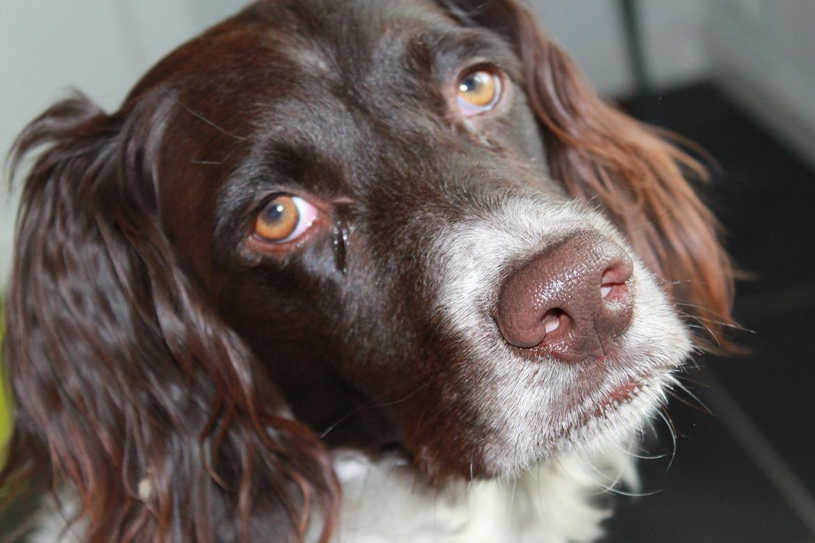 Kleiner münsterländer Max billede 2