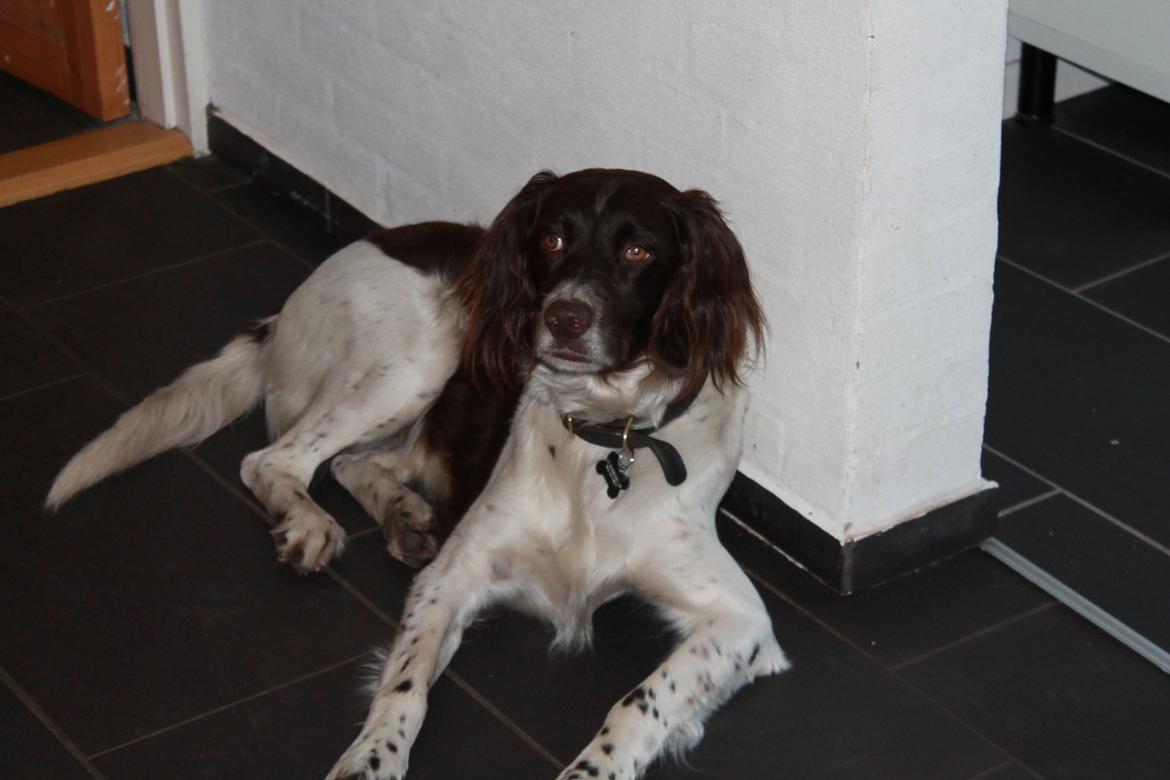 Kleiner münsterländer Max billede 24