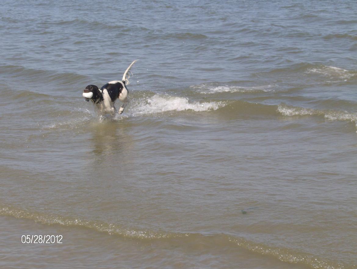 Kleiner münsterländer Max billede 22
