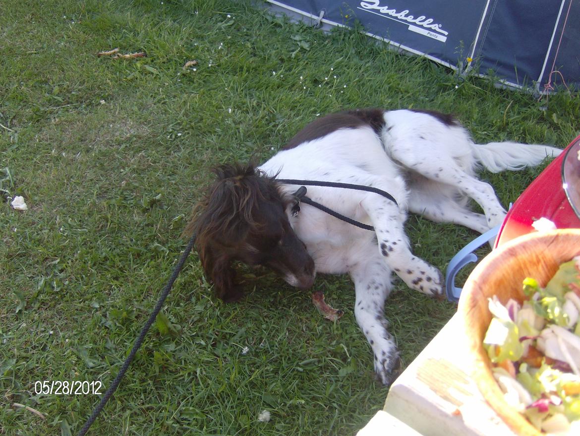 Kleiner münsterländer Max billede 16