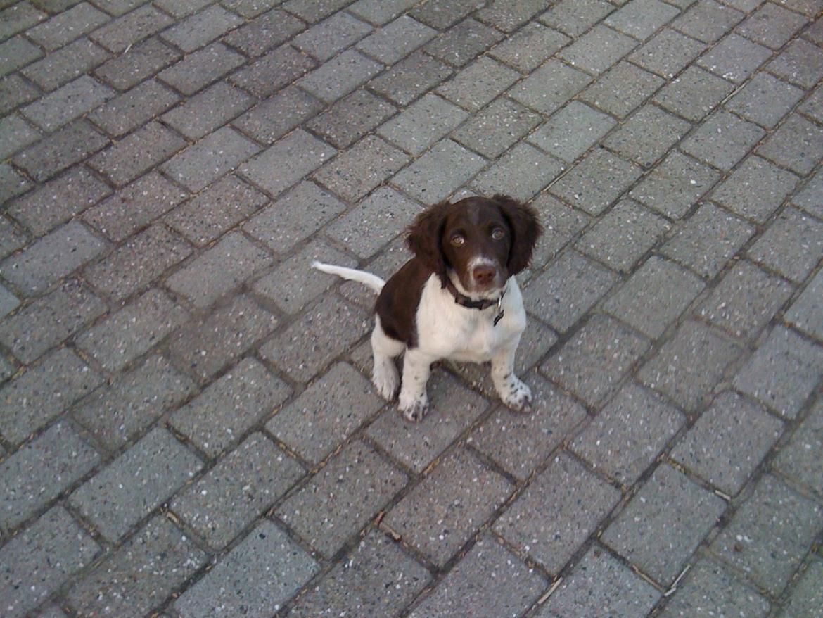 Kleiner münsterländer Max billede 6