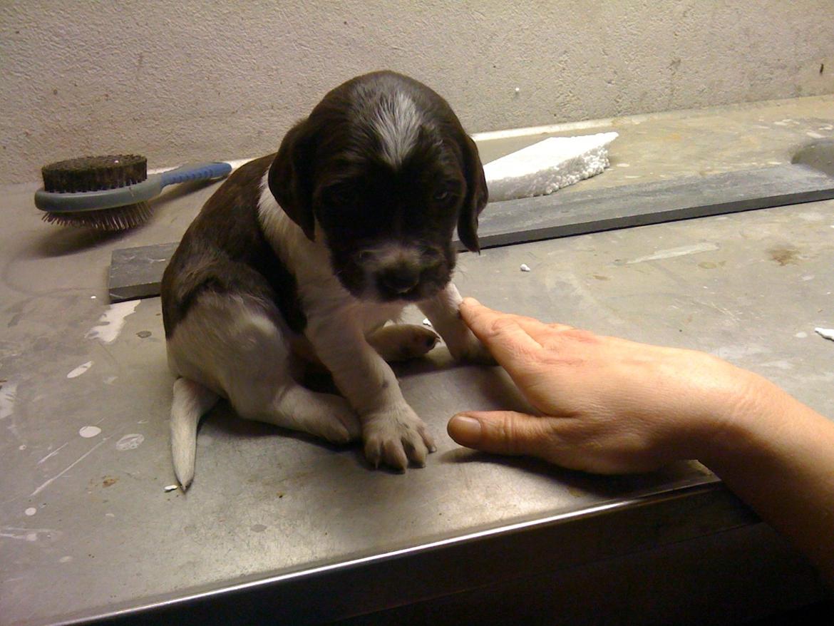 Kleiner münsterländer Max billede 9