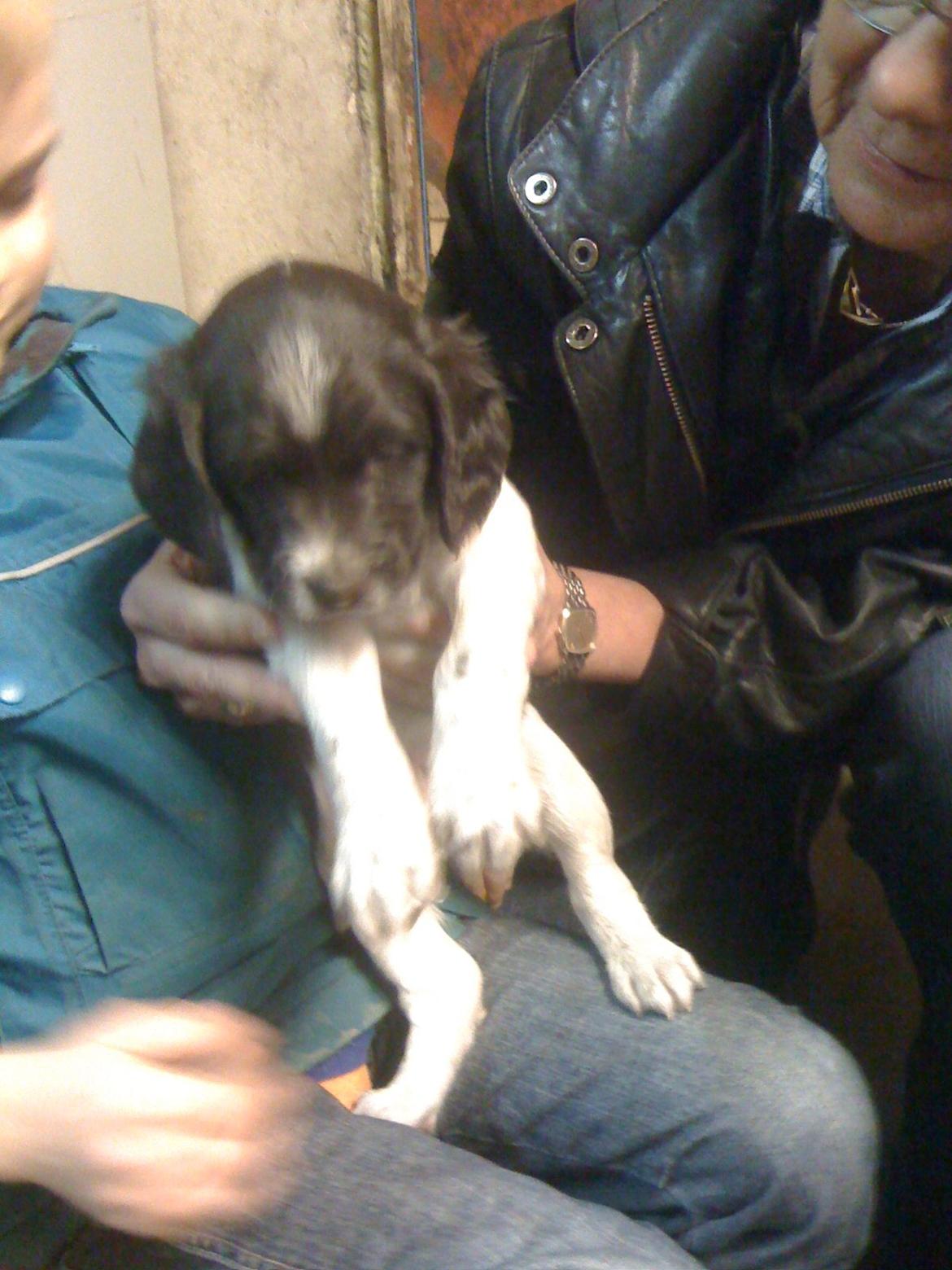 Kleiner münsterländer Max billede 7