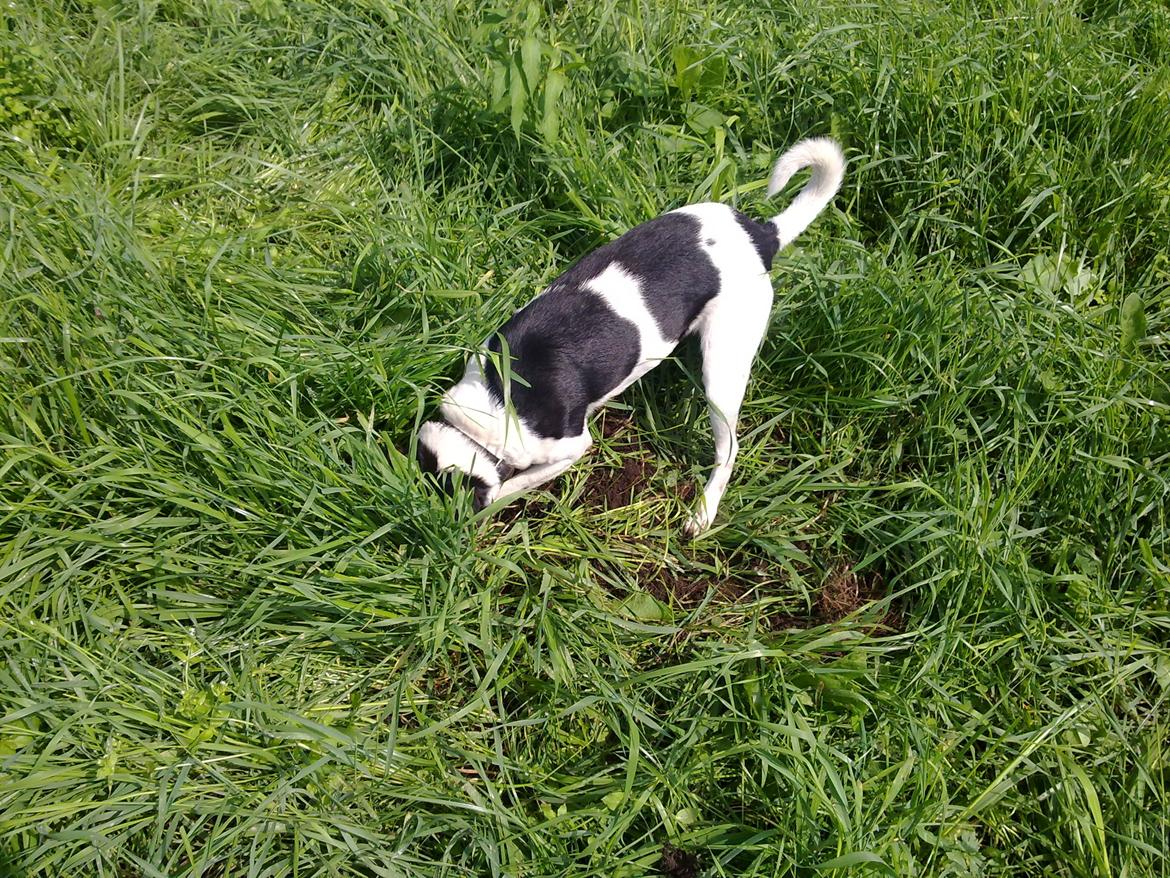 Dansk svensk gaardhund Gizmo billede 11