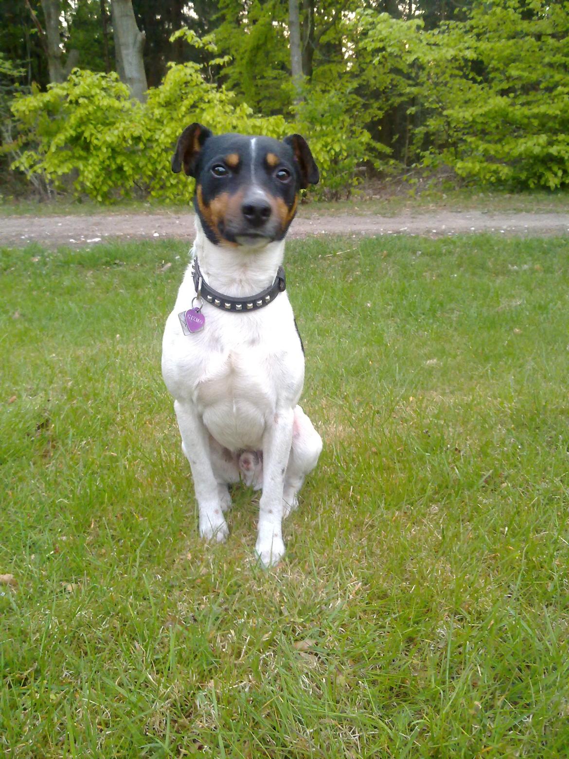 Dansk svensk gaardhund Gizmo billede 12