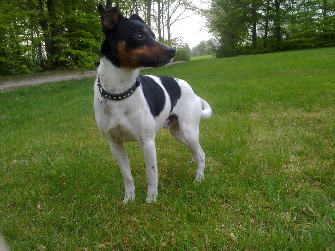 Dansk svensk gaardhund Gizmo billede 13