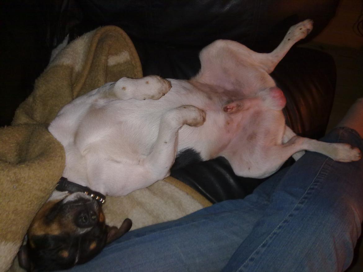 Dansk svensk gaardhund Gizmo billede 14