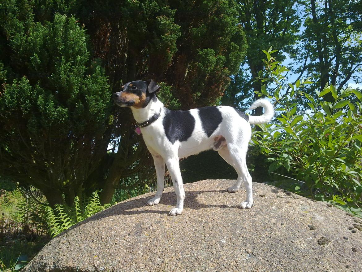 Dansk svensk gaardhund Gizmo billede 15