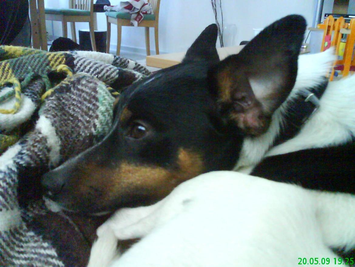 Dansk svensk gaardhund Gizmo billede 16