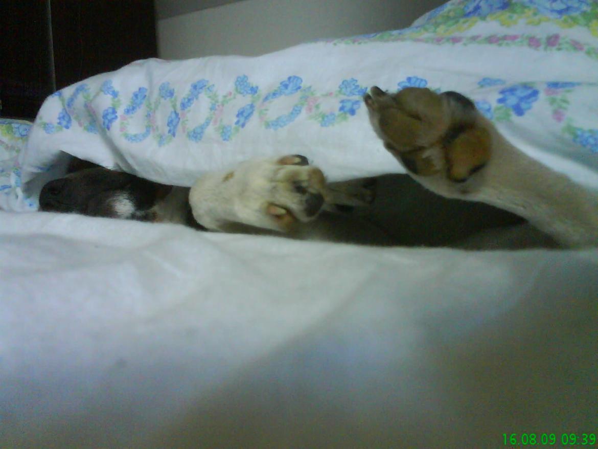 Dansk svensk gaardhund Gizmo billede 17