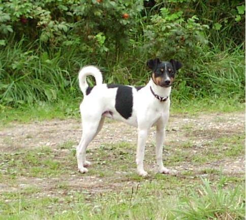 Dansk svensk gaardhund Gizmo billede 18