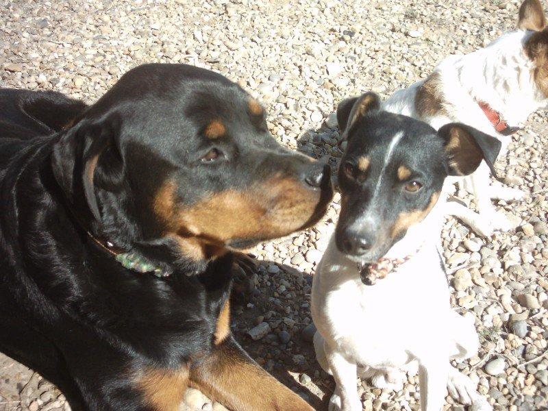 Dansk svensk gaardhund Gizmo billede 19