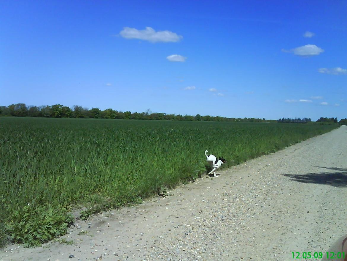 Dansk svensk gaardhund Gizmo billede 20