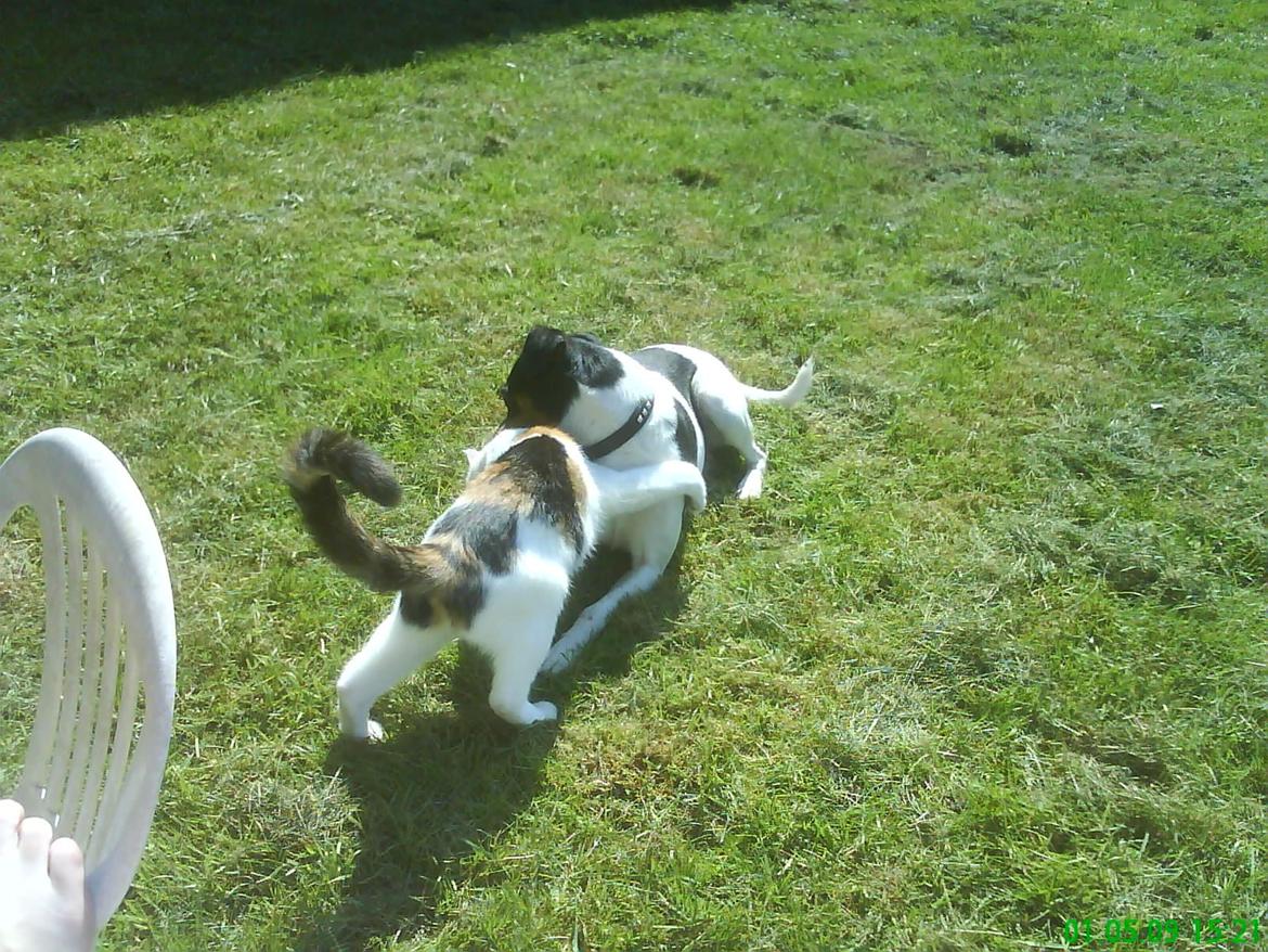 Dansk svensk gaardhund Gizmo billede 21