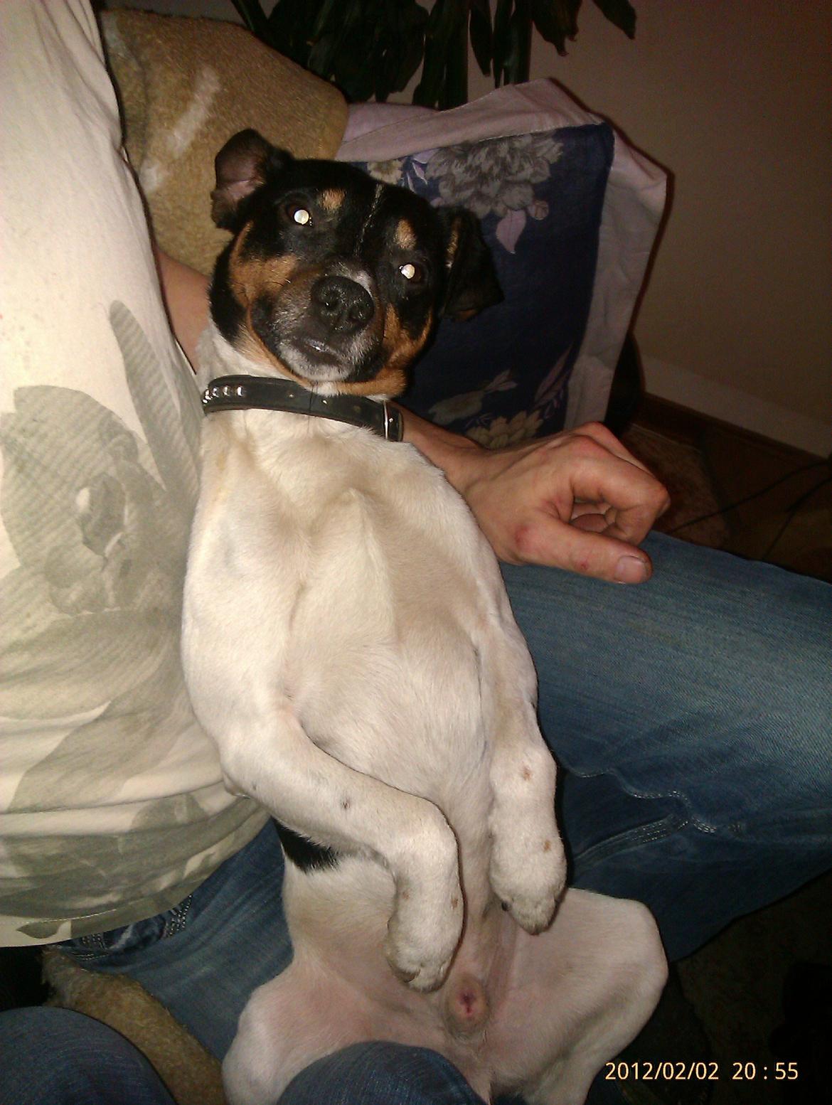 Dansk svensk gaardhund Gizmo billede 22