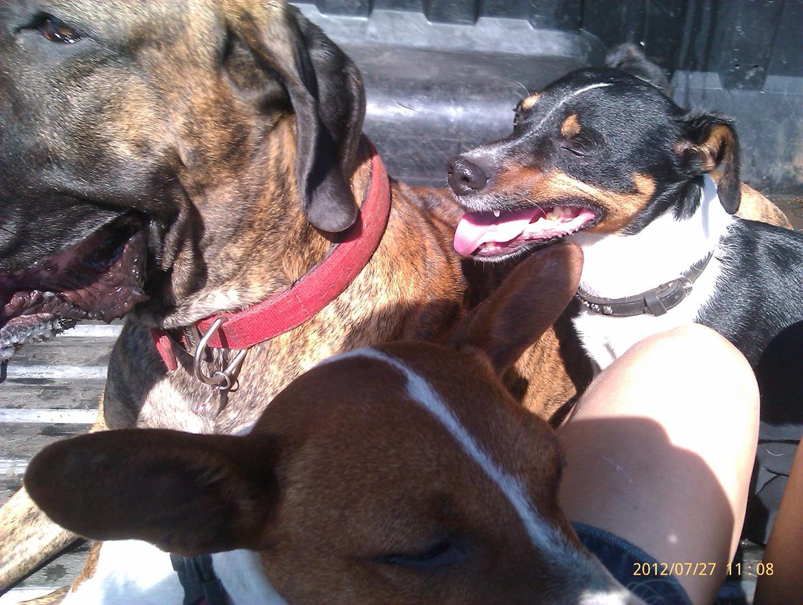 Dansk svensk gaardhund Gizmo billede 23