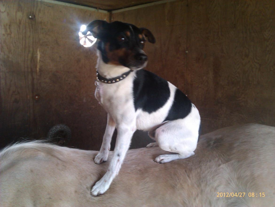 Dansk svensk gaardhund Gizmo billede 24