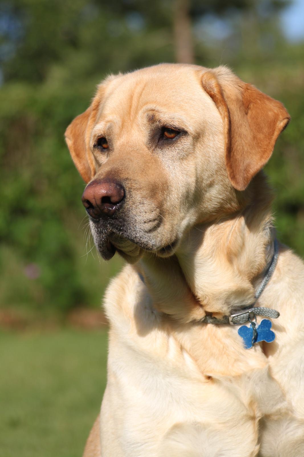 Blanding af racer Luckie - Velkommen til Luckies profil :) billede 1