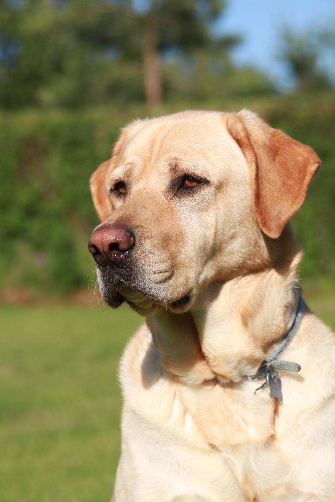 Blanding af racer Luckie billede 22