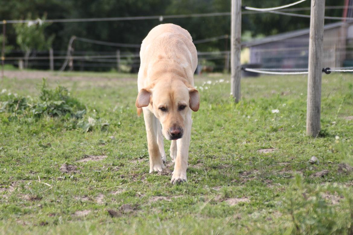 Blanding af racer Luckie billede 23