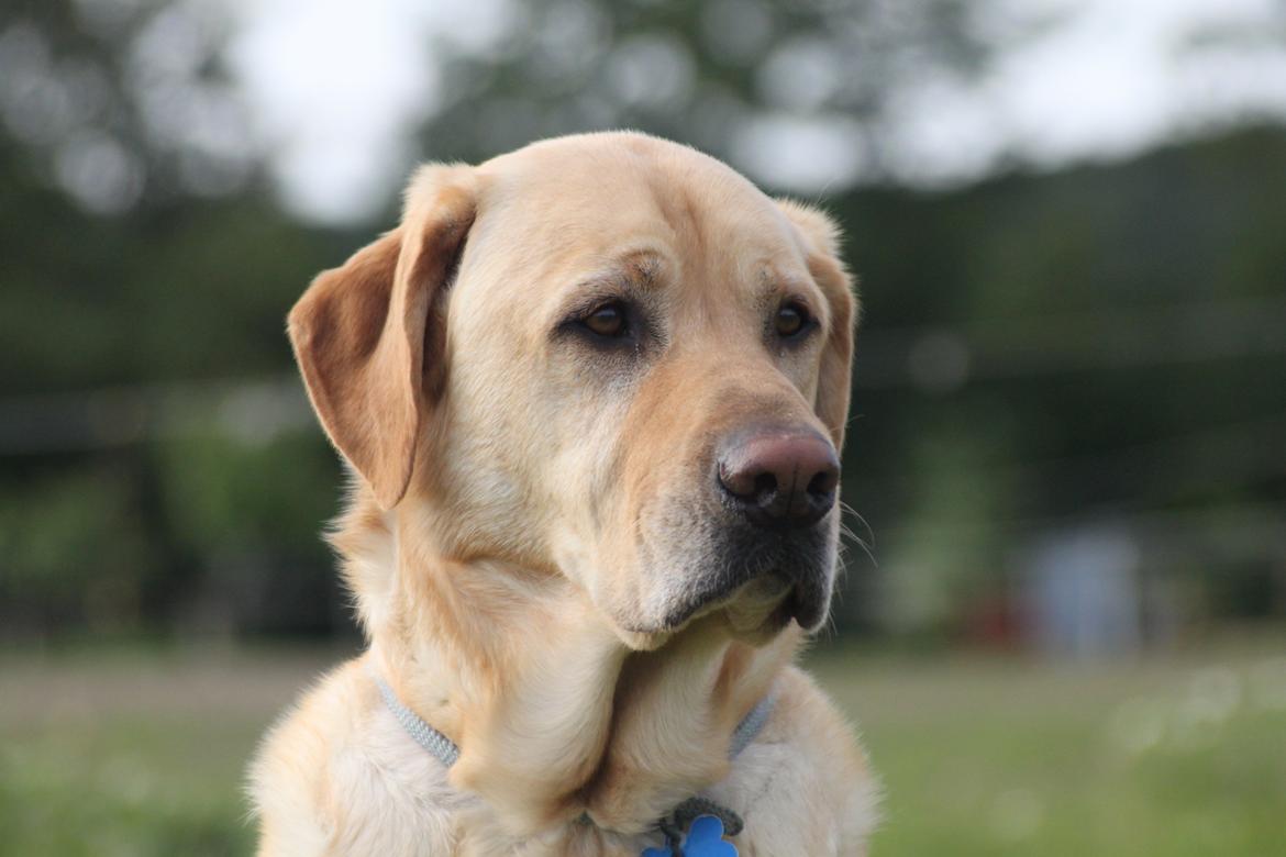 Blanding af racer Luckie billede 24