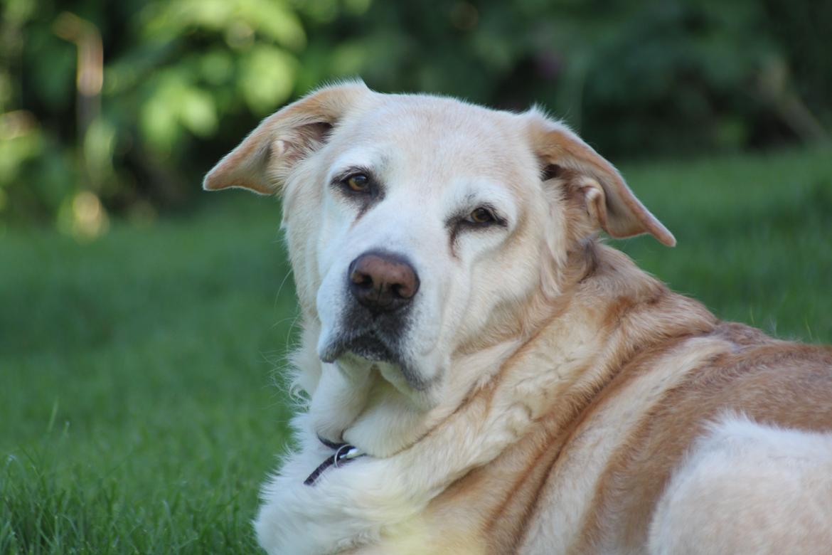 Blanding af racer Sille billede 20