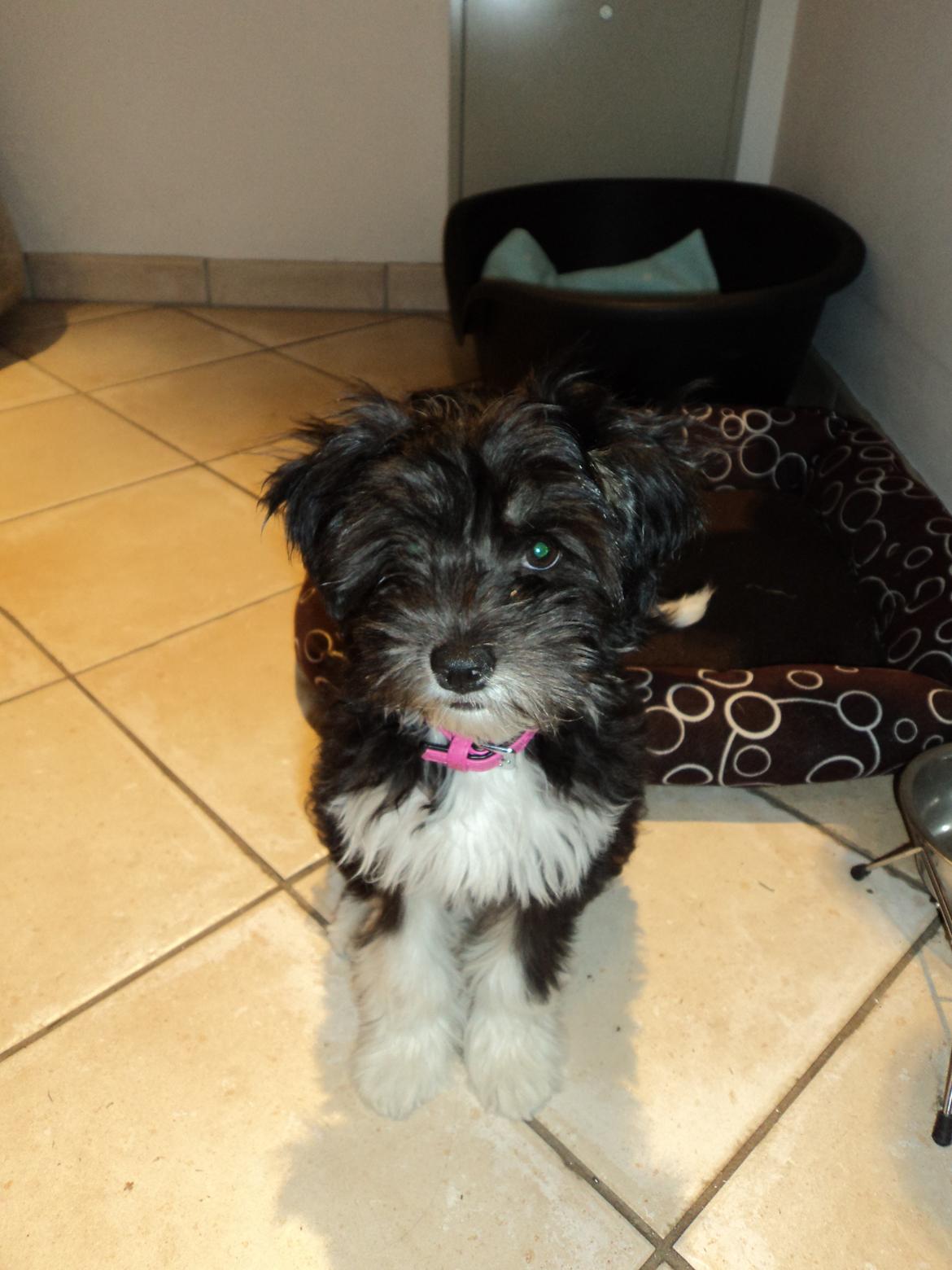 Blanding af racer Bella billede 12