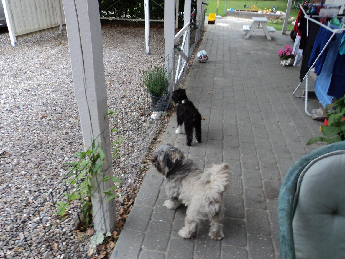 Blanding af racer Bella billede 13