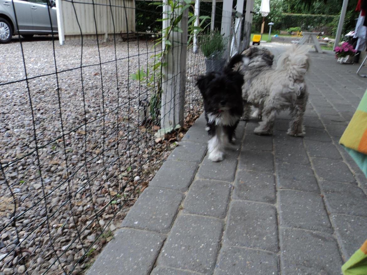 Blanding af racer Bella billede 14