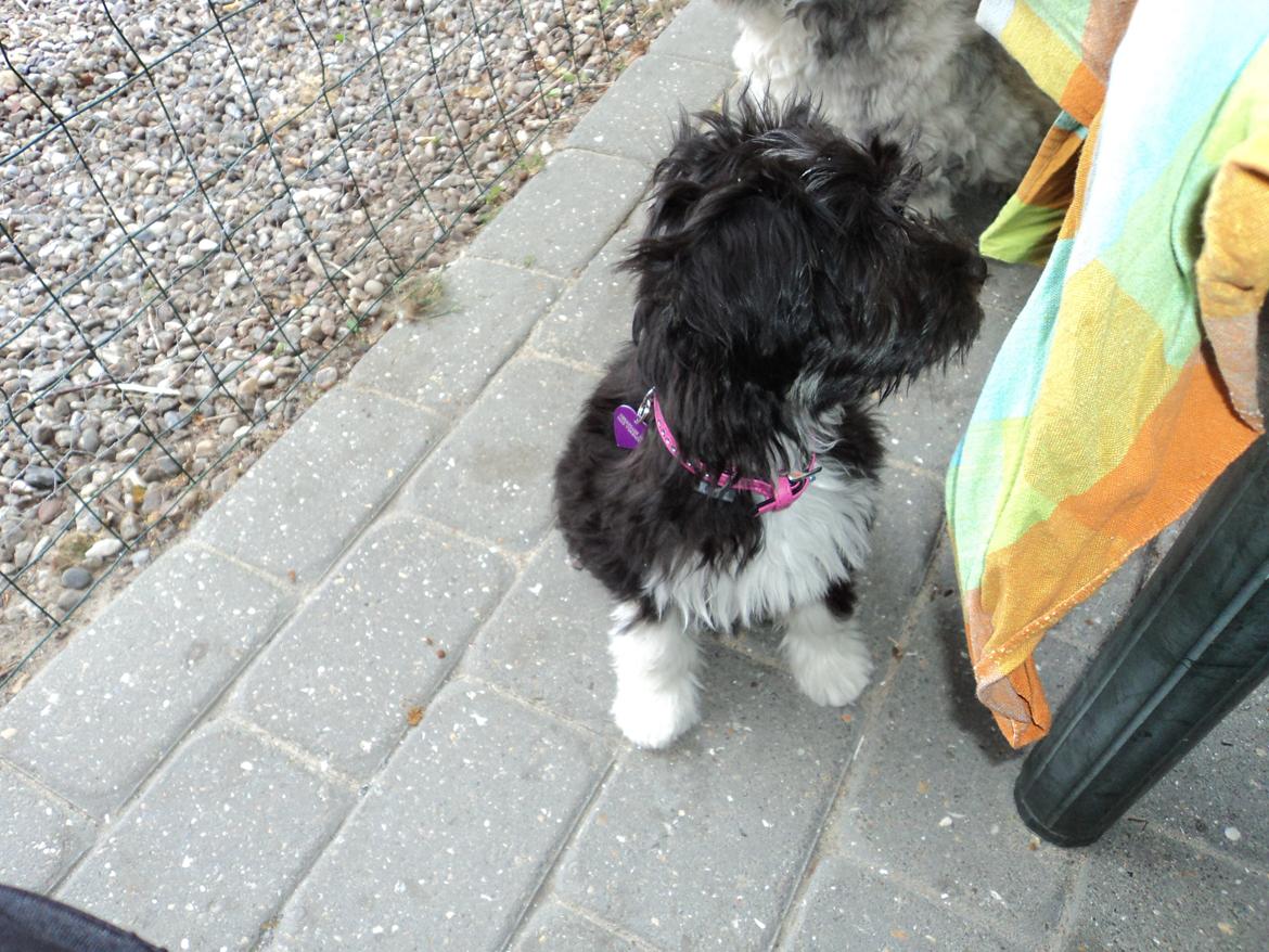 Blanding af racer Bella billede 15