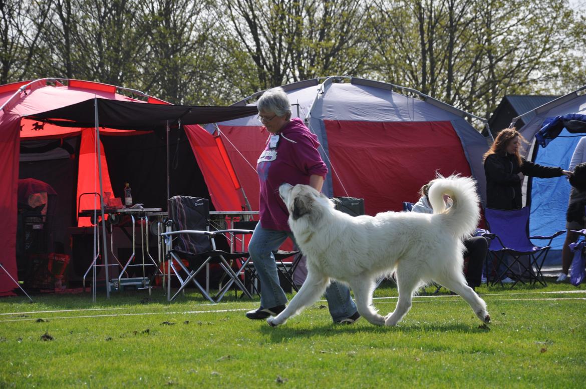 Pyreneerhund Sandybear's Kassiopeia - Peia - På udstilling i Roskilde 2013 billede 2