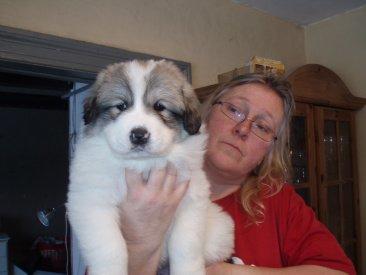 Pyreneerhund Sandybear's Kassiopeia - Peia - 4 uger billede 3