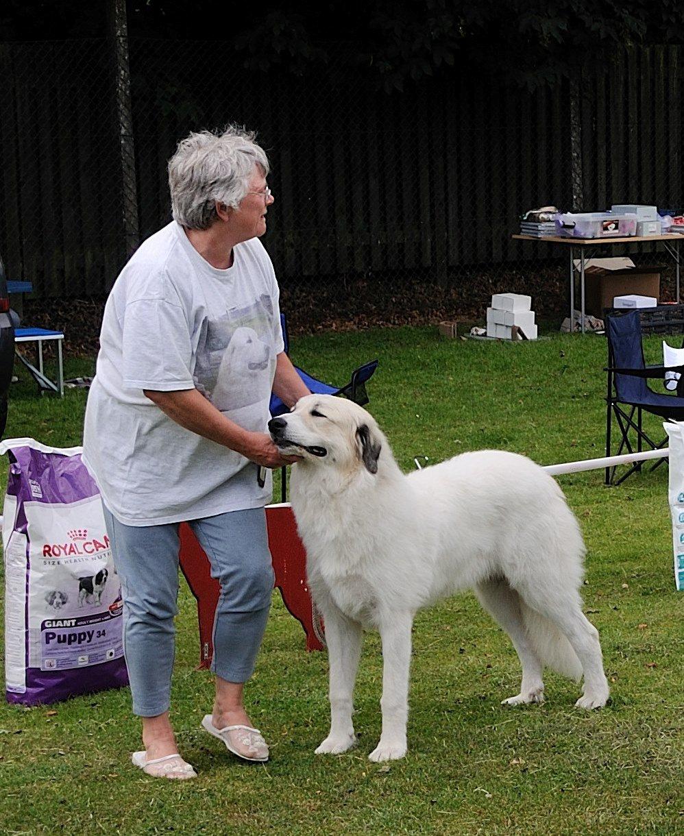 Pyreneerhund Sandybear's Kassiopeia - Peia - Vinder hvalpeklasse på specialklubudstilling billede 4