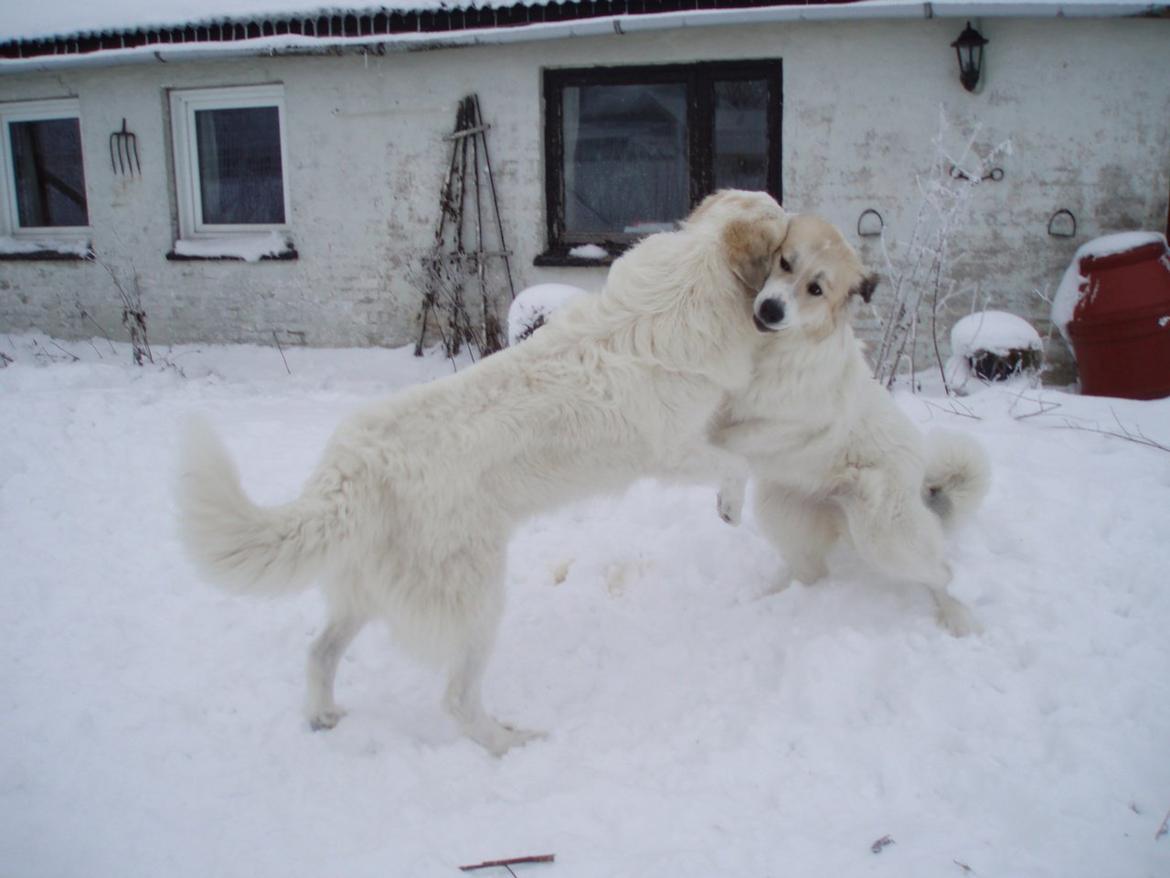 Pyreneerhund Sandybear's Kassiopeia - Peia - Leg i sneen med sin mor Celtia billede 5