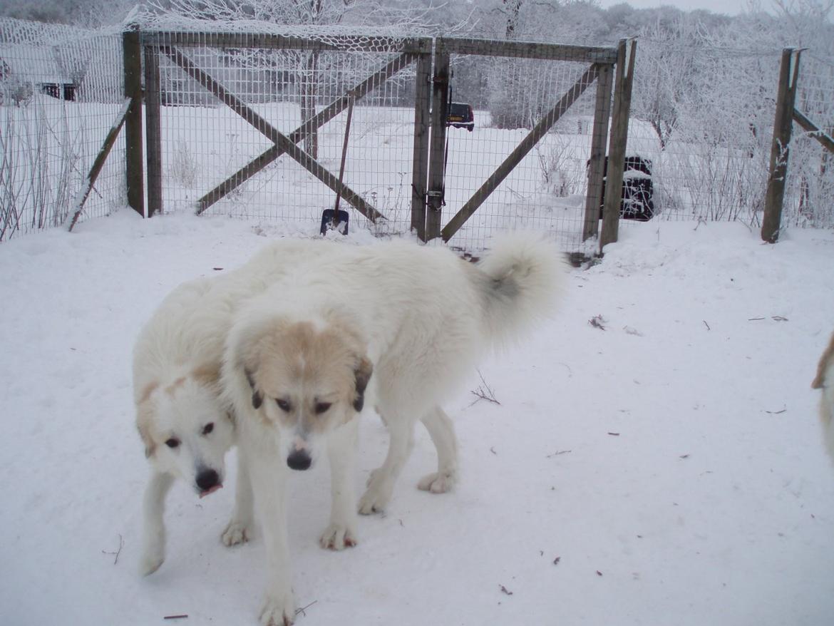 Pyreneerhund Sandybear's Kassiopeia - Peia billede 6