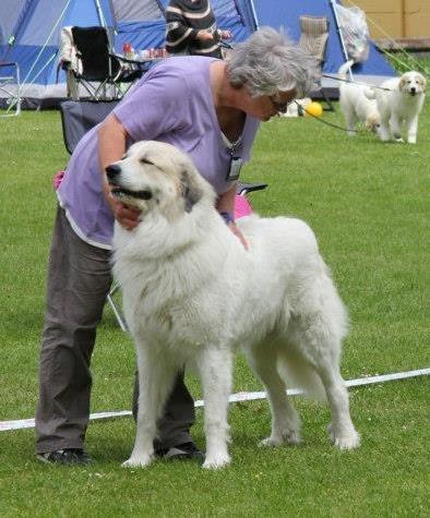 Pyreneerhund Sandybear's Kassiopeia - Peia - Udstilling 2013 billede 1